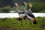 Grey crowned crane : 2014 Uganda